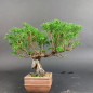 Preview: Bonsai - Wacholder, Juniperus Chinensis, Masahiko Kimura, Shohin